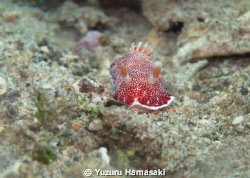 nudi by Yuzuru Hamasaki 
